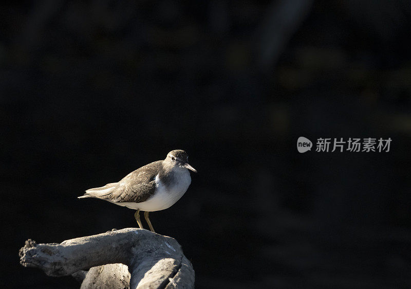 哥斯达黎加海滩上，一只穿着非繁殖羽毛的斑点矶鹬站在一根干树枝上