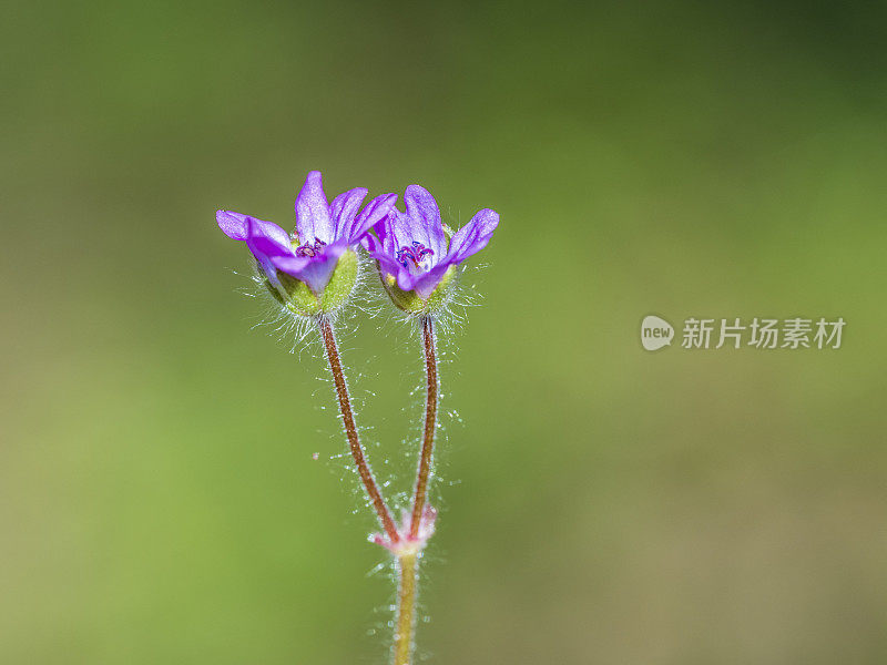 小野花