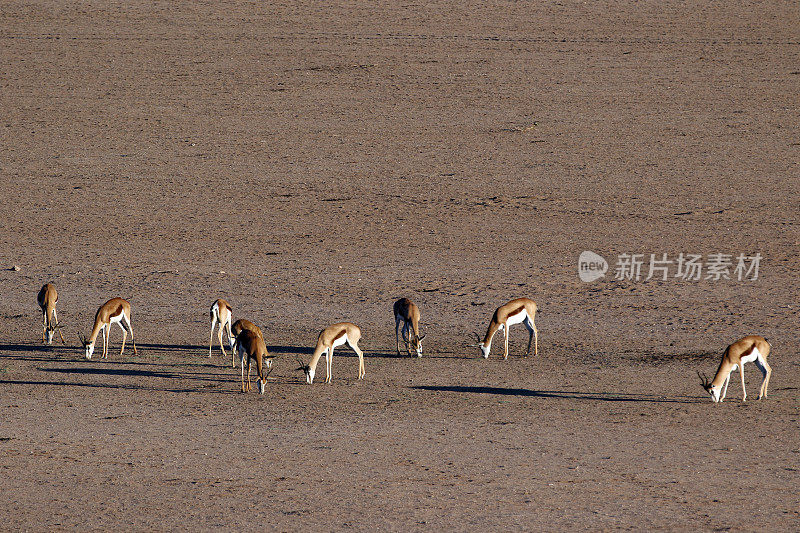 跳羚在非常干燥的卡拉加迪草原上吃草