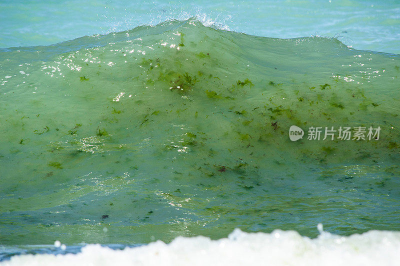 海浪与藻类