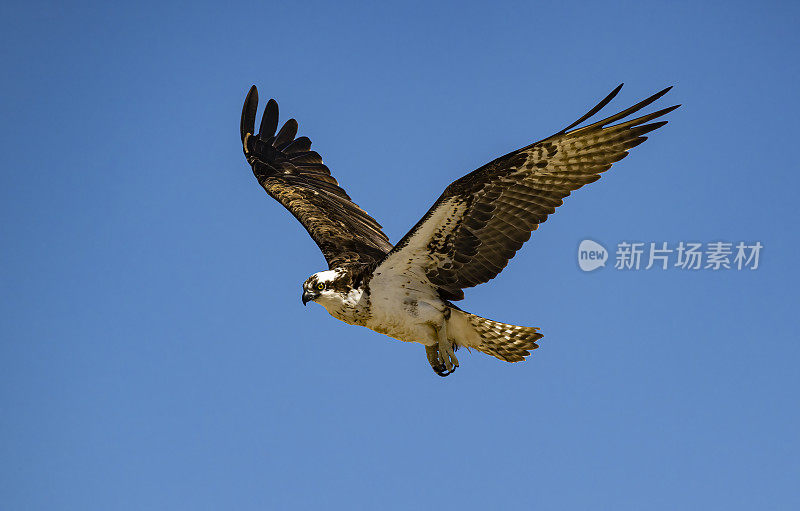 鱼鹰，也被称为海鹰、河鹰和鱼鹰，是一种白天活动的食鱼猛禽，分布在世界各地。圣伊格纳西奥泻湖，下加利福尼亚南部，墨西哥。飞行。