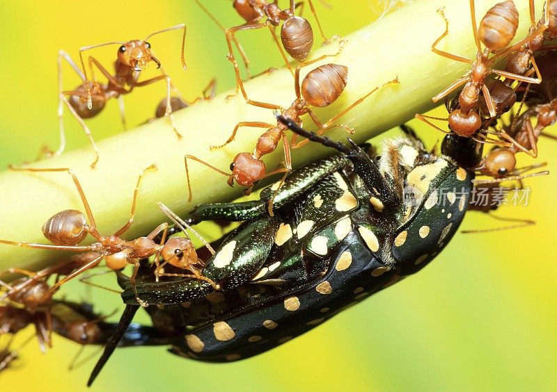 蚂蚁帮助把虫子带到巢里——动物的行为。