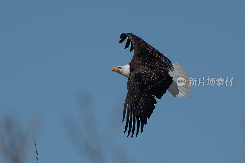 北美美国西部蒙大拿州大草原上，秃鹰正飞离鸟巢
