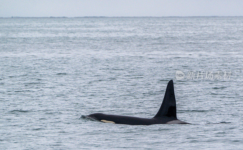 雄性逆戟鲸“虎鲸”在美丽和戏剧性的景色基奈峡湾国家公园，阿拉斯加，美国