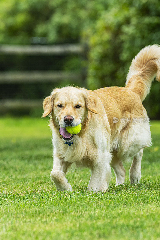 一只快乐的金毛猎犬带着他的网球散步