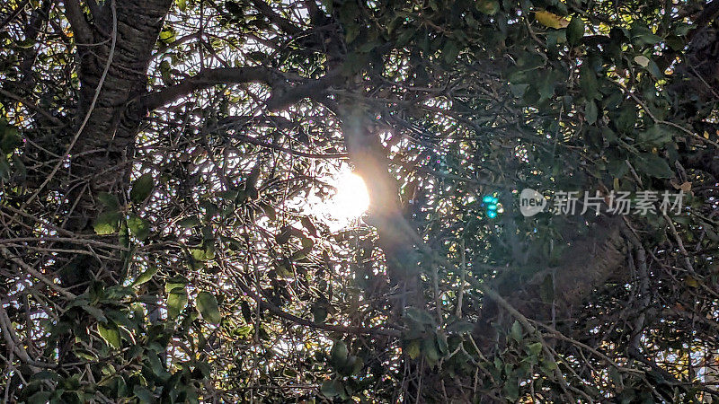 《树上的太阳
