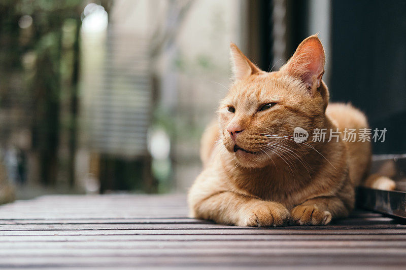一只猫躺在日本房子的门廊上