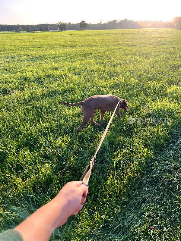 在夕阳的余晖中，牵着狗绳在绿草地上散步