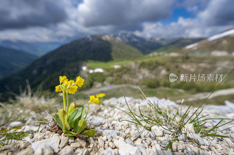 克恩顿州Nockberge自然保护区景观中的木耳花