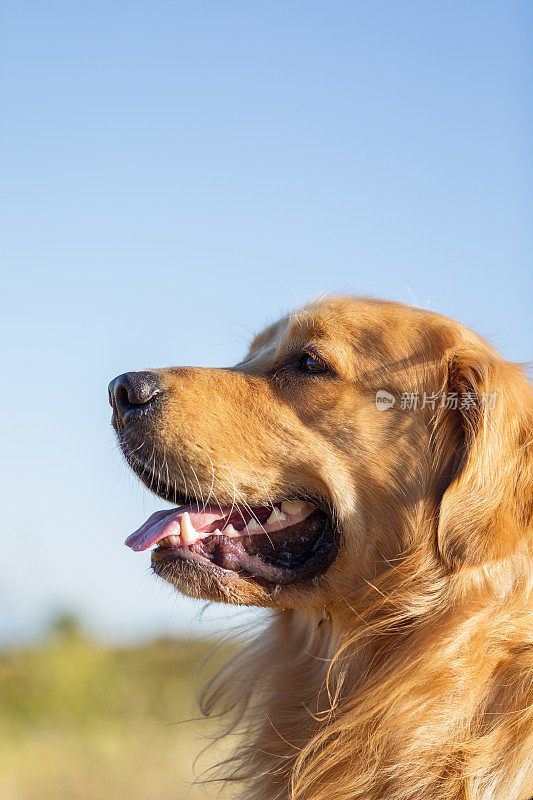 在温暖的午后阳光下，金毛猎犬在草地上散步的肖像。