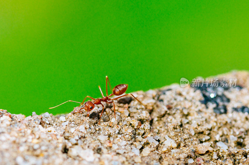 灰色岩石上的红蚂蚁。