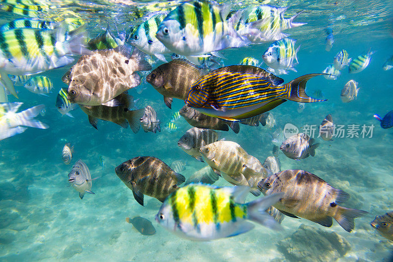 五颜六色的热带鱼在清澈的蓝色海水中游泳，Hikkaduwa。