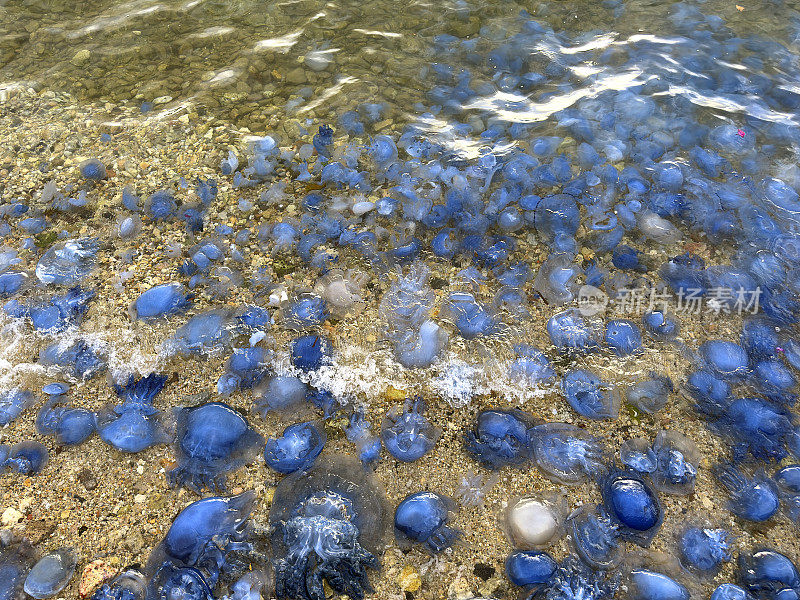 海滩浅水区的一大群蓝水母，