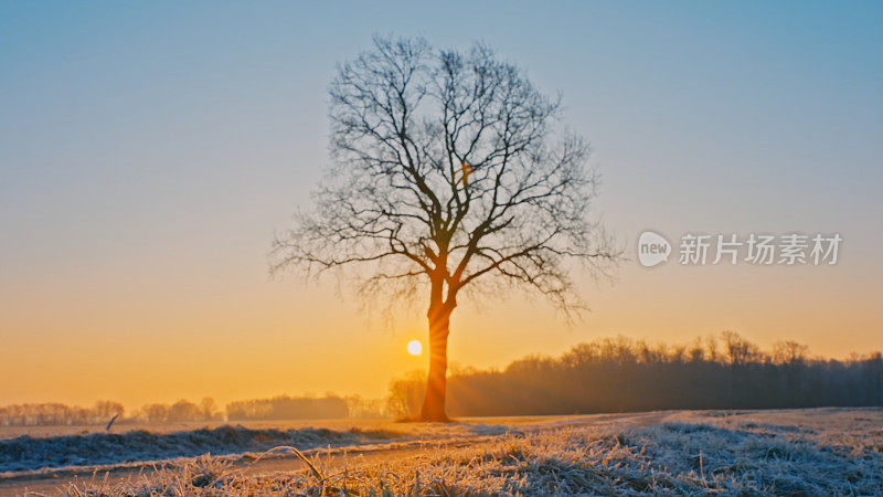 黎明时冰冻的草地，背景中有一棵孤零零的树——阳光清晰可见