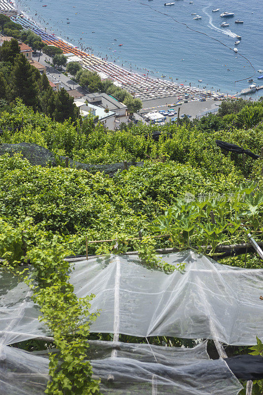 意大利阿马尔菲海岸迈奥里附近山上的柠檬田