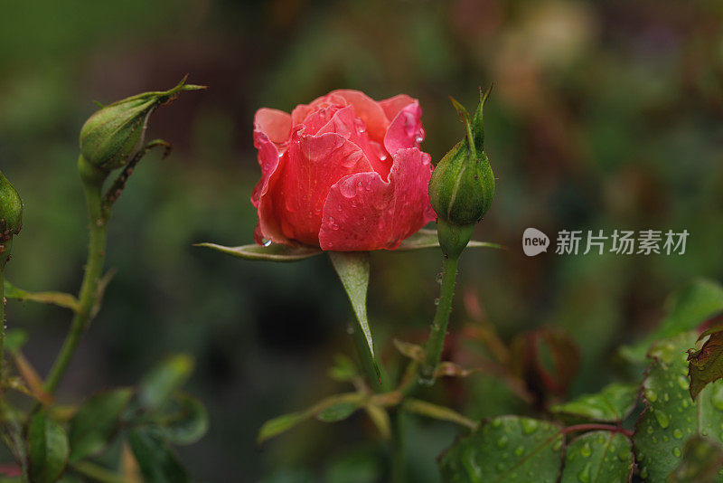 雨点落在繁茂的花园里的红玫瑰上