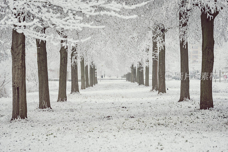 荷兰坎彭城市公园的冬日雪景