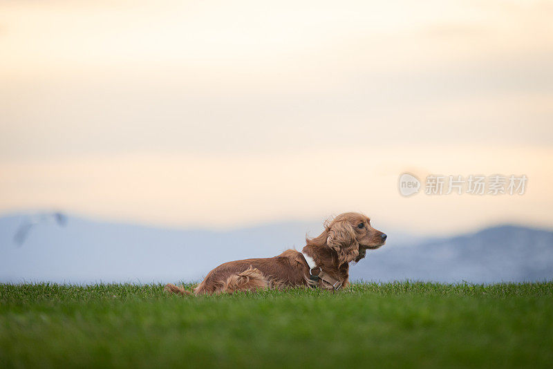 顽皮的可卡犬。