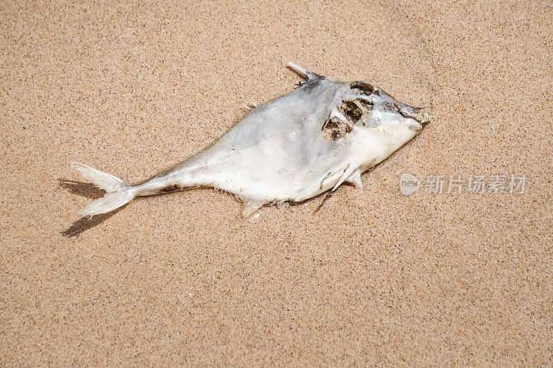 整条死鱼的尸体被冲到海边。因水体污染、放射性辐射、气候变化、环境危机、生态灾害等问题而腐烂的生物有机体