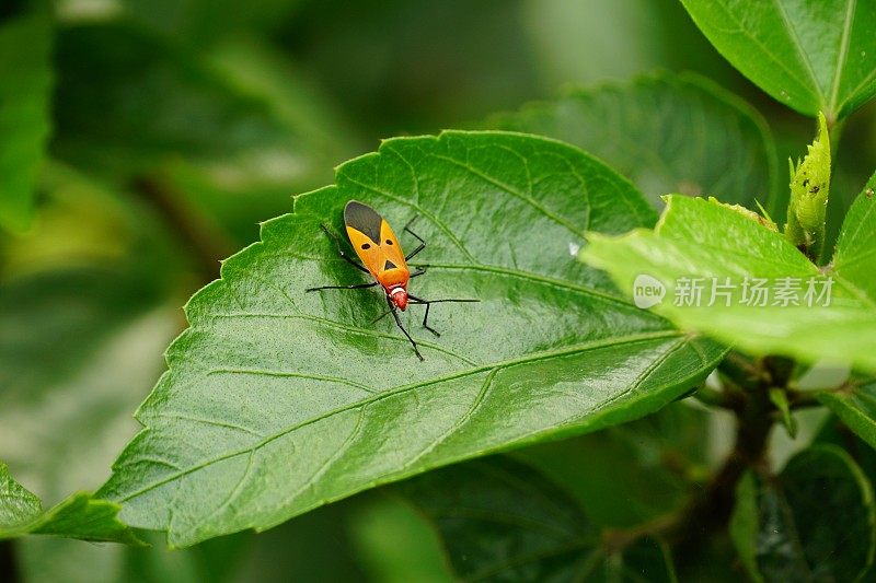 叶上的红棉甲虫特写-红棉霉