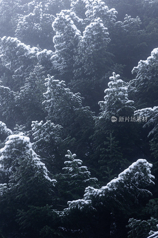 树枝上的雪