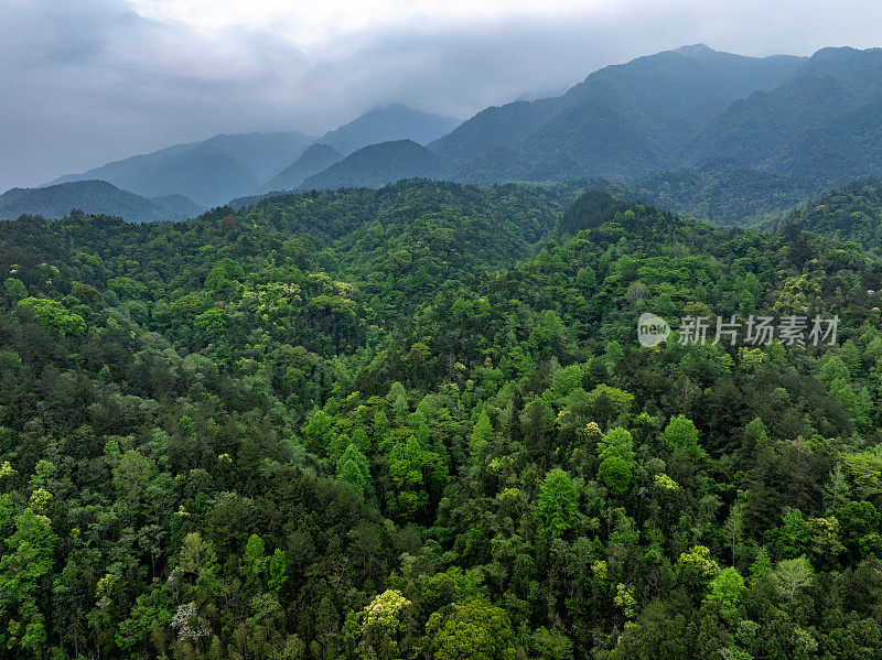 青山森林风光