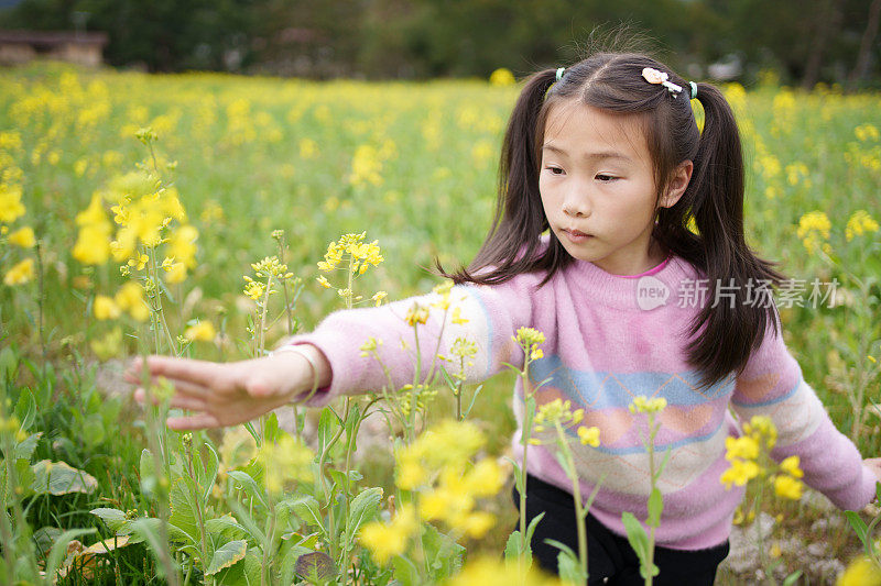 摘油菜花的孩子