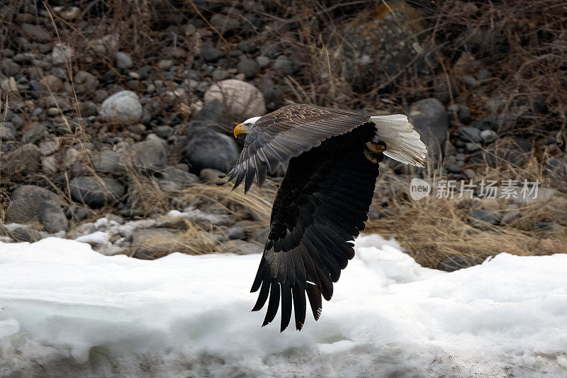 北美西部美国蒙大拿州黄石河上空低空飞行的秃鹰