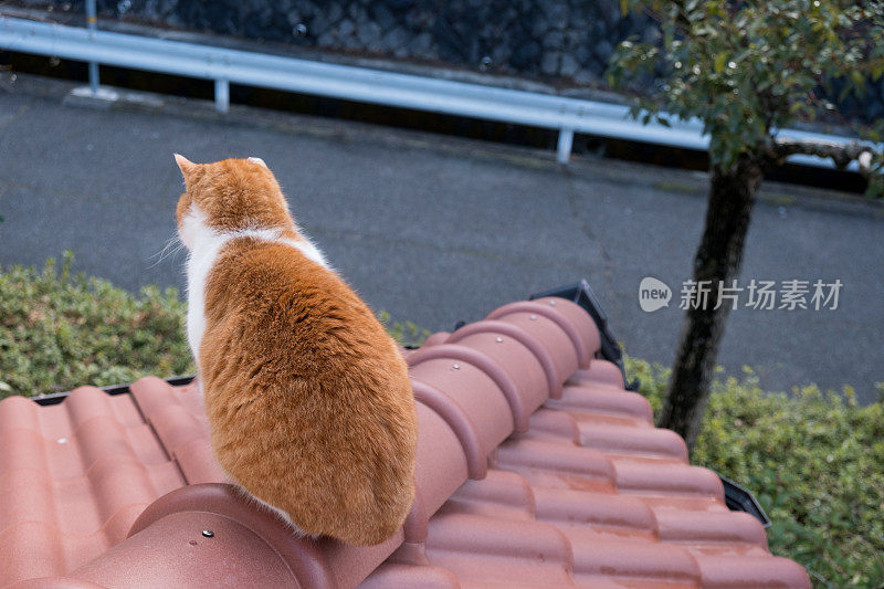 一只猫坐在屋顶上