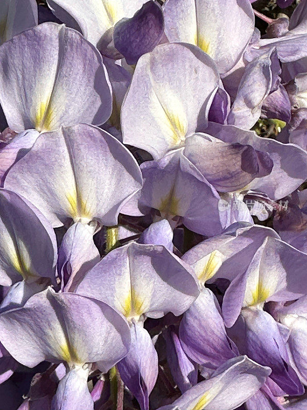 紫藤花的特写