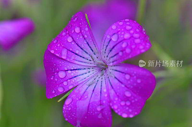 石竹:石竹科一年生草本开花植物