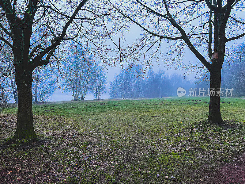 雾中两棵令人毛骨悚然的树，背景是一个湖。