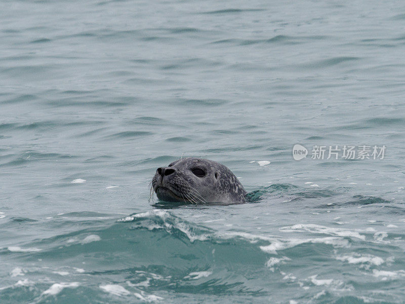 麻斑海豹