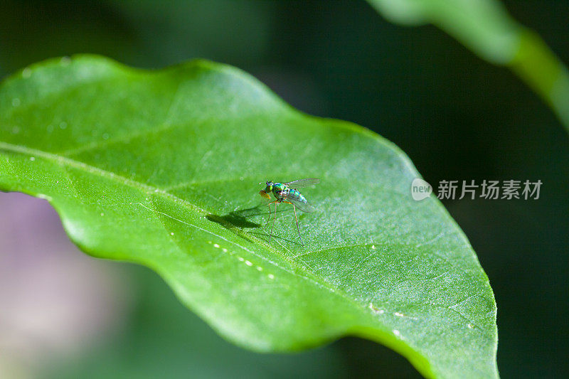 留尼汪岛的小猎蝇，嘴里叼着猎物。