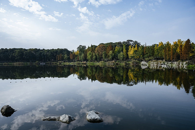 秋天天气晴朗。拍摄成都湖畔泛黄的树和船