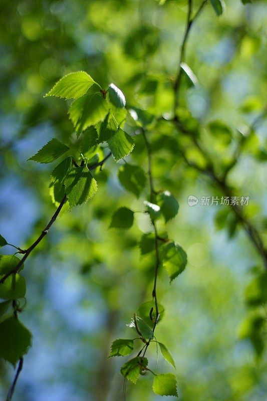 在阳光明媚的春天的花园里，薄枝上长着绿色叶子的桦树