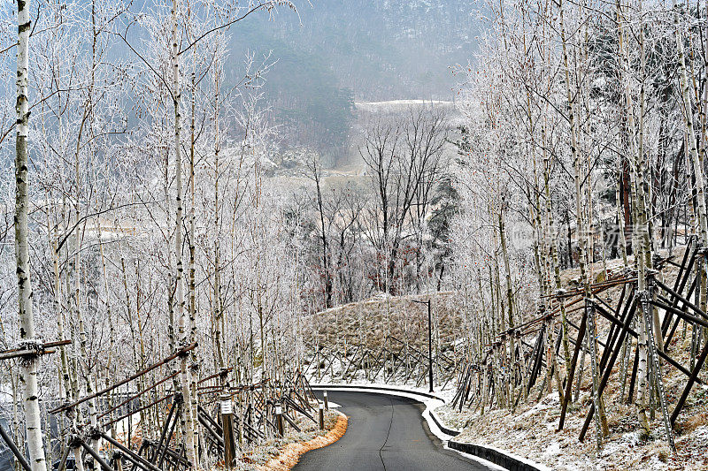 路两边的树都冻住了