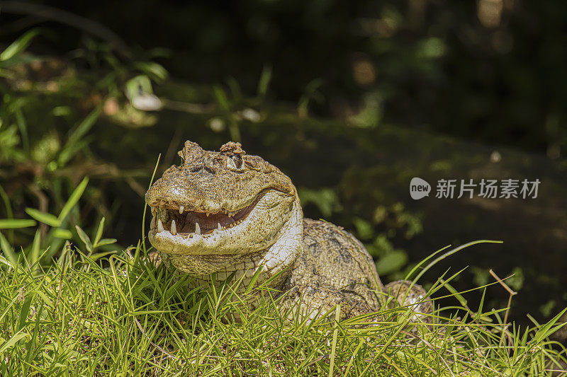 戴了眼镜的凯门鳄