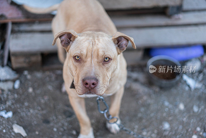 特写小狗斗牛犬住在肮脏的院子里。