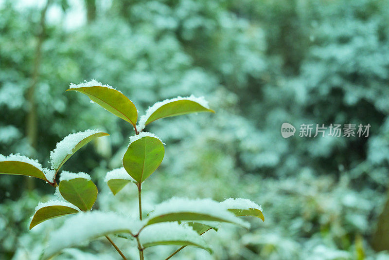 雪弯树，Tamagawajosui，日本东京(2022年1月)