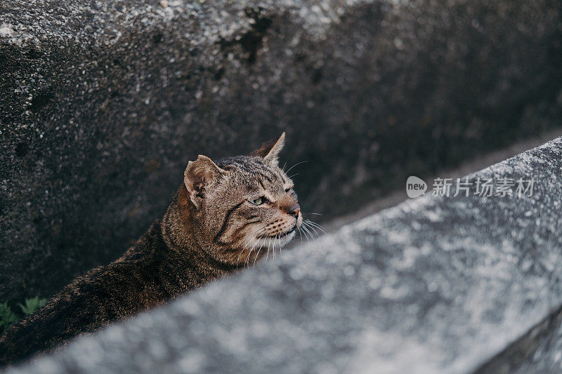 一只虎斑猫在水沟里的图像