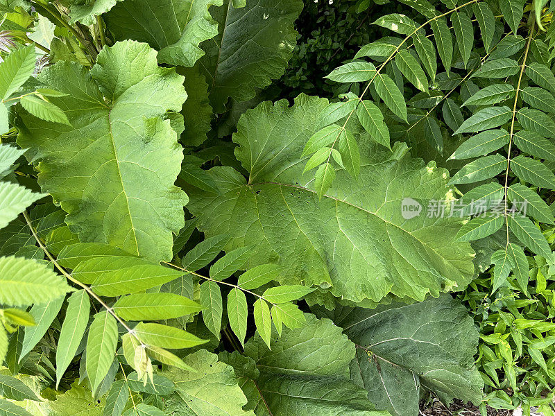 大叶杂草牛蒡