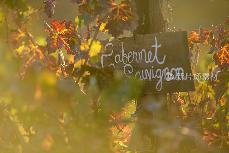 日出时葡萄园里的赤霞珠葡萄酒标志