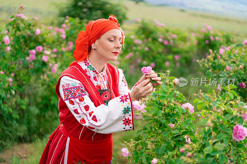 身着传统保加利亚服装的中年妇女在农田里采摘玫瑰。玫瑰采收、精油生产