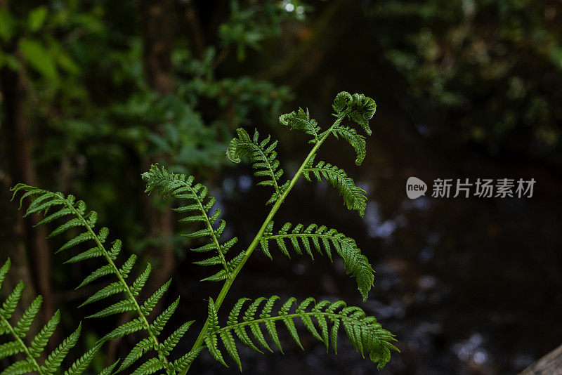 自然环境，热带绿色森林，可持续性森林，纯净的自然丛林