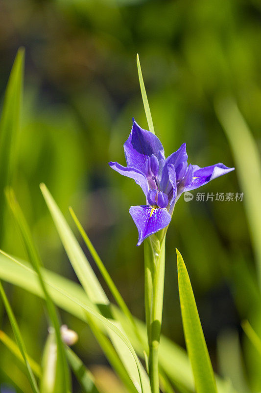 单蓝色旗帜花在阳光下与无焦点的绿色植物在背景