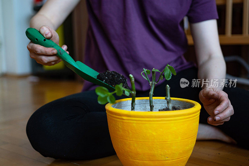 一个不认识的女人在盆栽室内植物