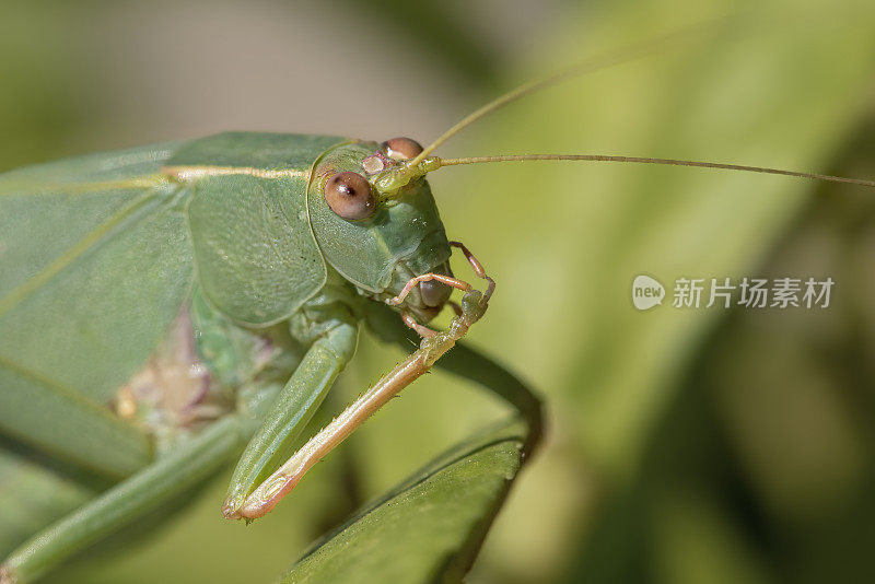 常见的绿色蚱蜢