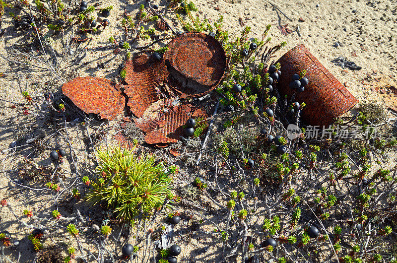 生锈的锡可以在自然苔原上的沙、草、浆果