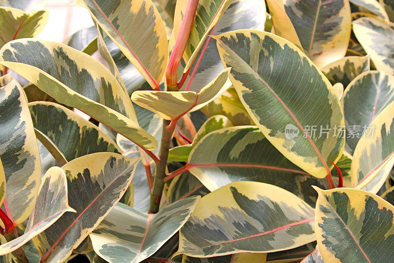 温室中的热带植物-橡胶植物无花果树